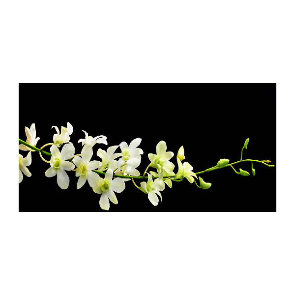 Cuadro metacrilato horizontal Orquídea