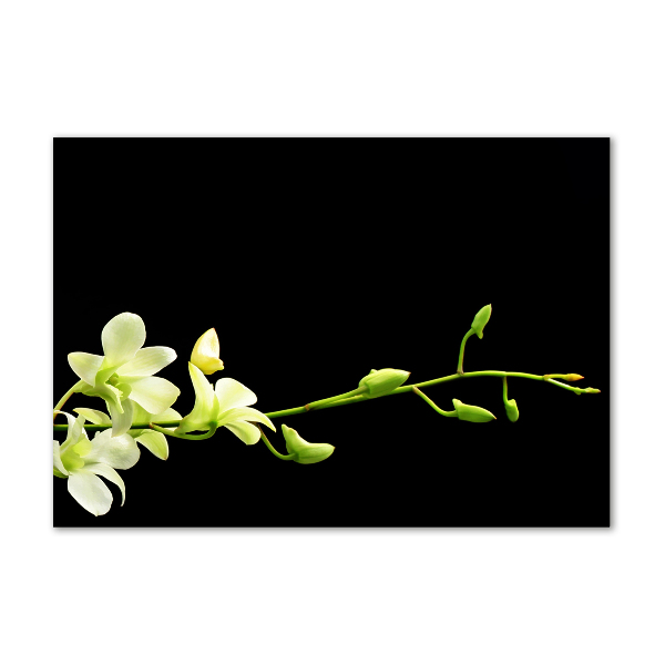 Obraz zdjęcie na ścianę akryl Orchidea