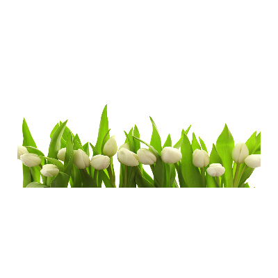 Obraz zdjęcie szkło akryl Białe tulipany