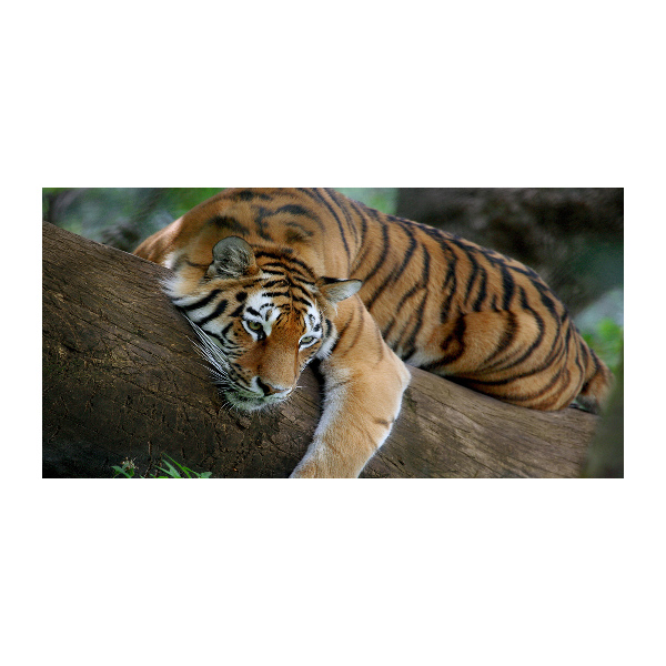 Cuadro acrílico horizontal Tigre en un árbol