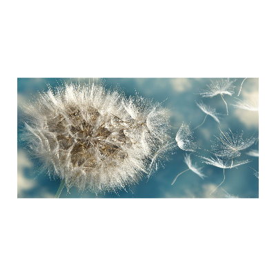 Obraz zdjęcie na ścianę akryl Dmuchawce