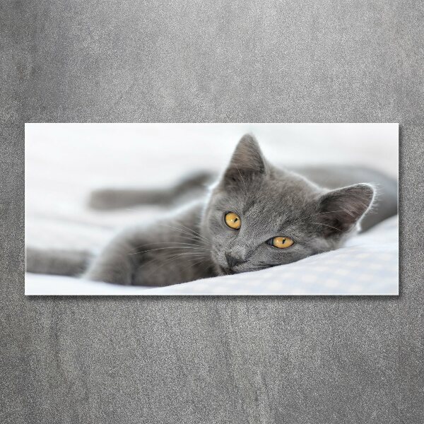 Cuadro metacrilato horizontal gato gris