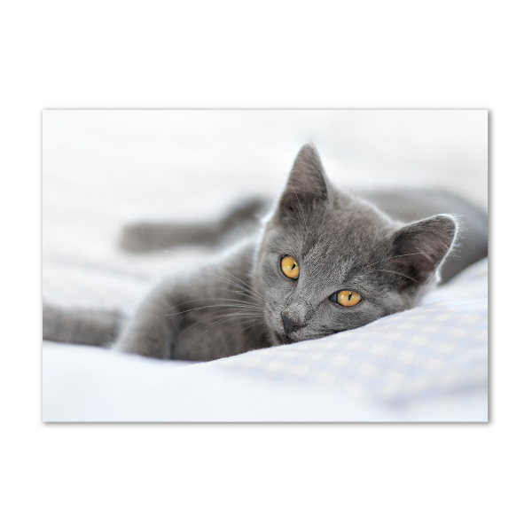 Cuadro metacrilato horizontal gato gris