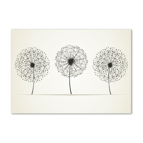 Obraz zdjęcie na ścianę akryl Dmuchawce