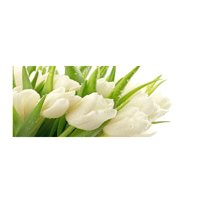 Pintura en acrílico horizontal tulipanes blancos