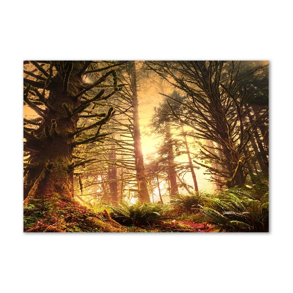 Cuadro metacrilato horizontal Selva tropical