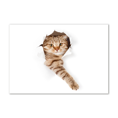 Cuadro metacrilato horizontal Gato