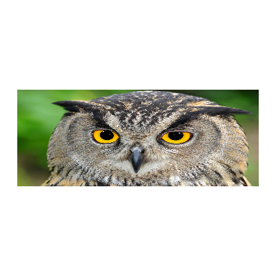 Pintura en acrílico horizontal Búho