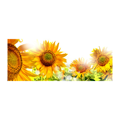 Cuadro metacrilato horizontal Girasoles