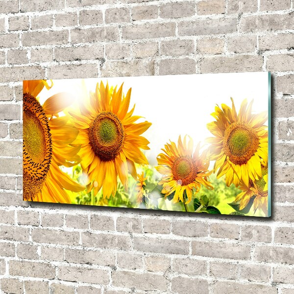 Cuadro metacrilato horizontal Girasoles