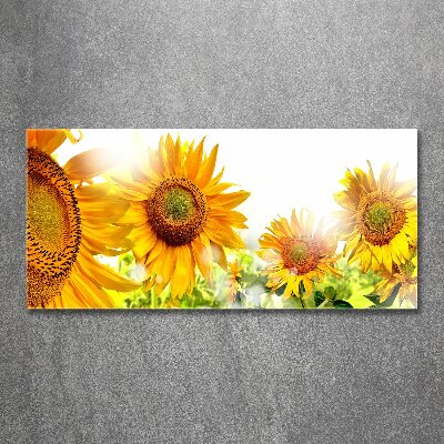 Cuadro metacrilato horizontal Girasoles