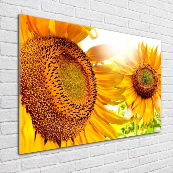 Cuadro metacrilato horizontal Girasoles