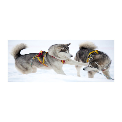 Cuadro metacrilato horizontal Huskies en invierno