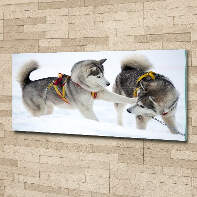 Cuadro metacrilato horizontal Huskies en invierno