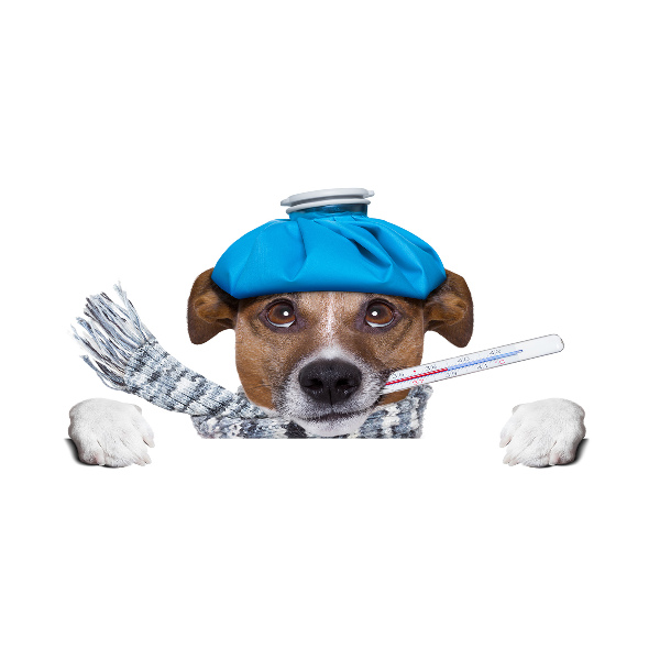 Foto en metacrilato horizontal perro enfermo