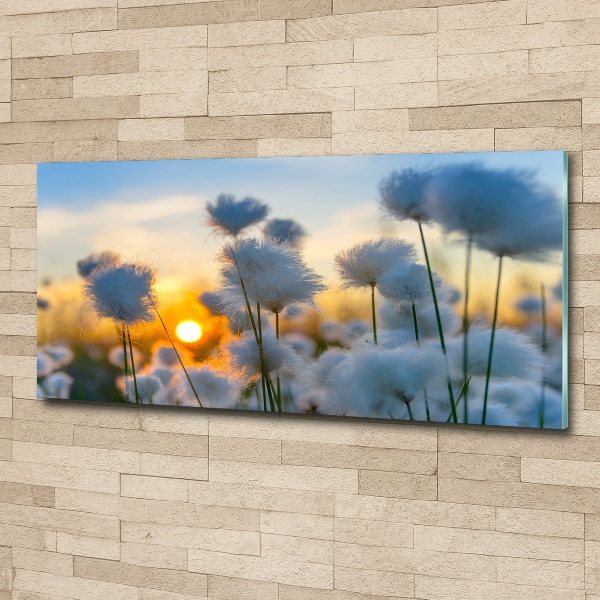 Obraz zdjęcie na ścianę akryl Wełnianka