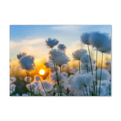 Obraz zdjęcie na ścianę akryl Wełnianka