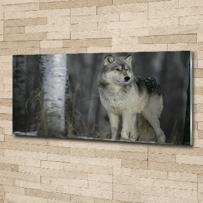 Cuadro metacrilato horizontal Lobo gris