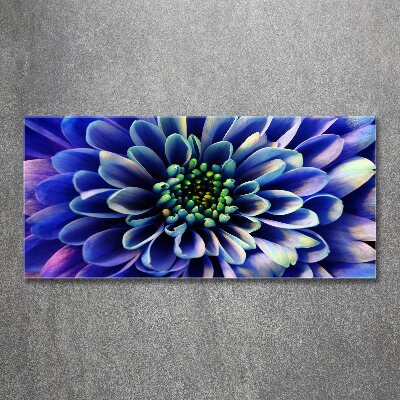 Obraz zdjęcie nowoczesny akrylowy Aster