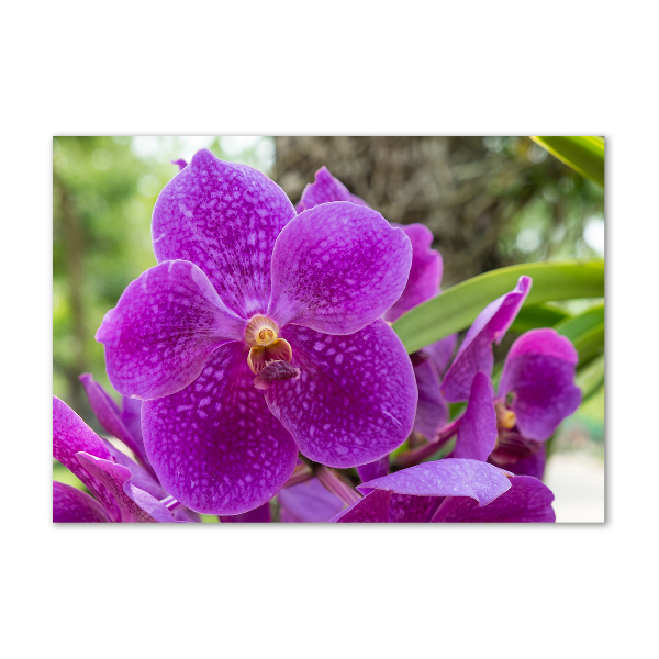 Cuadro acrílico horizontal Orquídea