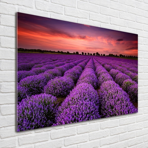 Pintura en acrílico horizontal campo de lavanda