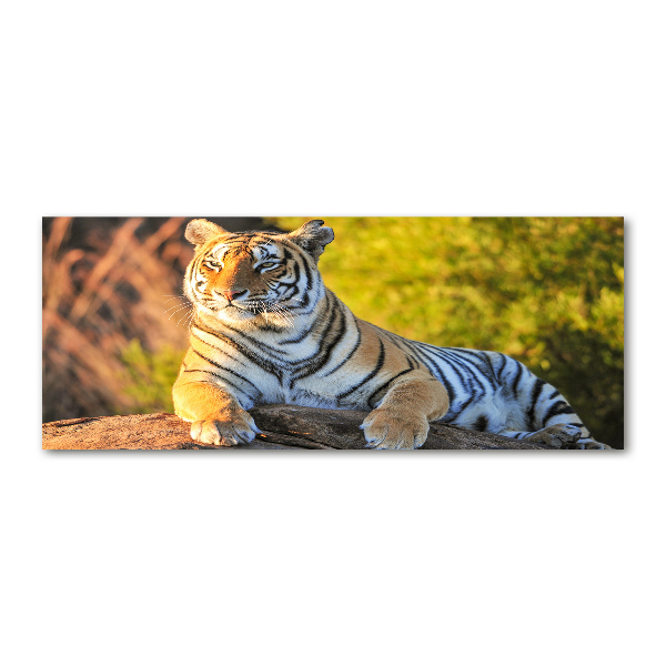 Cuadro metacrilato horizontal Retrato de un tigre