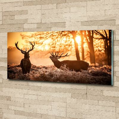 Foto en metacrilato horizontal Amanecer de ciervos