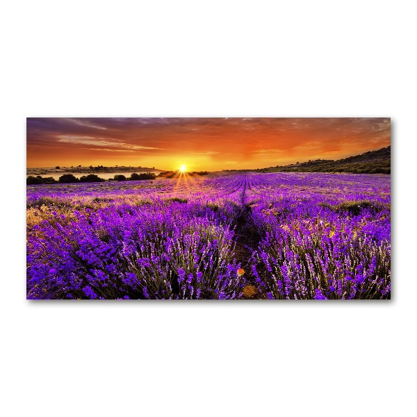 Cuadro acrílico horizontal campo de lavanda