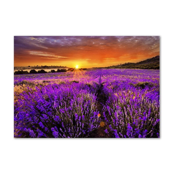 Cuadro acrílico horizontal campo de lavanda