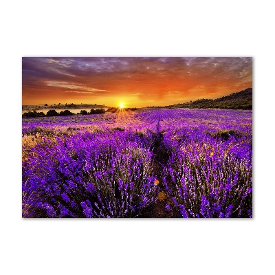 Cuadro acrílico horizontal campo de lavanda