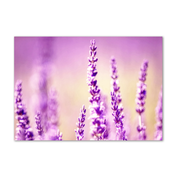 Cuadro metacrilato horizontal Lavanda