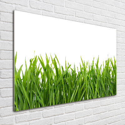Obraz zdjęcie nowoczesny akrylowy Trawa