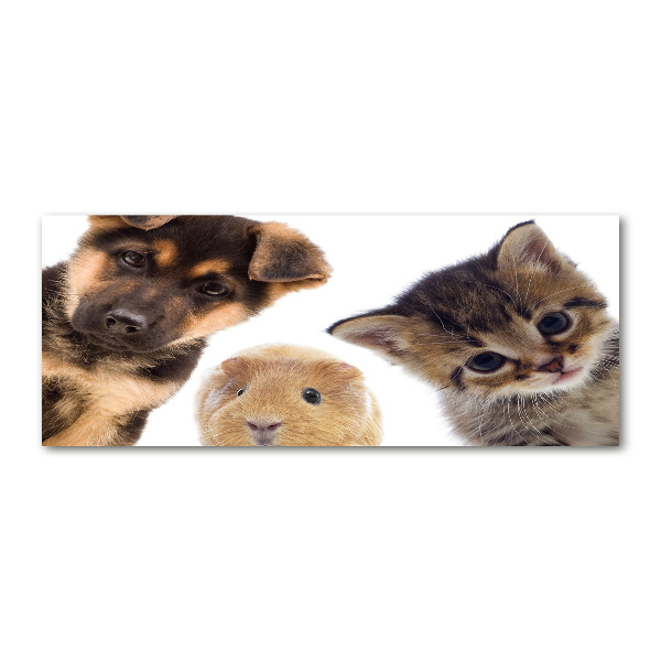Cuadro metacrilato horizontal Mascotas