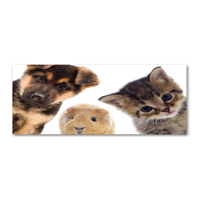 Cuadro metacrilato horizontal Mascotas