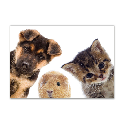 Cuadro metacrilato horizontal Mascotas