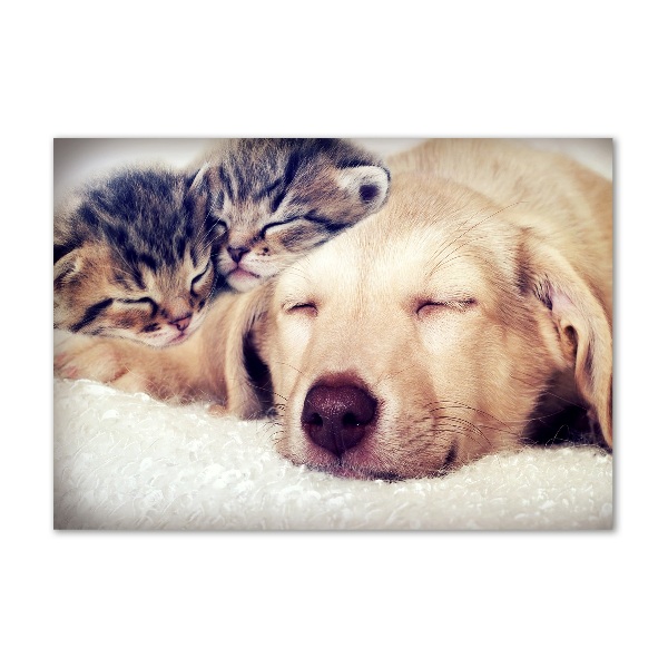 Cuadro acrílico horizontal Cachorros y gatos