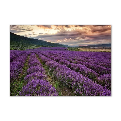 Cuadro metacrilato horizontal campo de lavanda