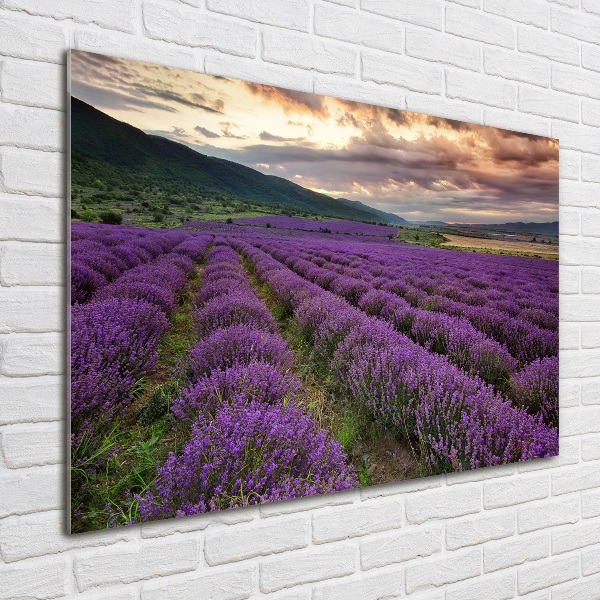 Cuadro metacrilato horizontal campo de lavanda