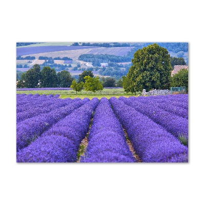 Cuadro metacrilato horizontal campo de lavanda