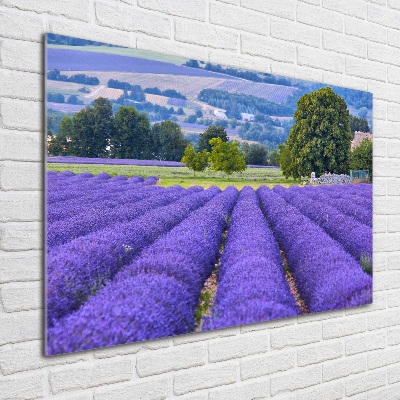 Cuadro metacrilato horizontal campo de lavanda