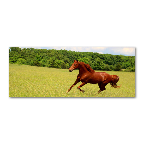 Pintura en acrílico horizontal Un caballo en el prado