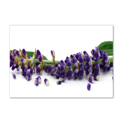 Cuadro metacrilato horizontal Lavanda