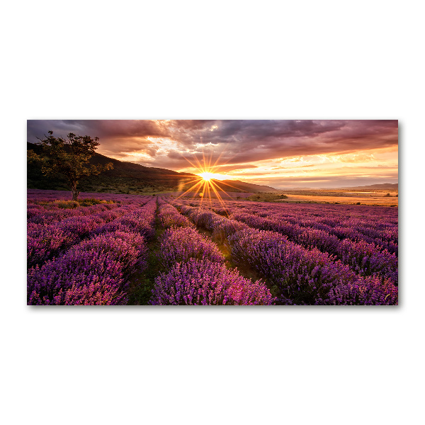 Cuadro acrílico horizontal campo de lavanda