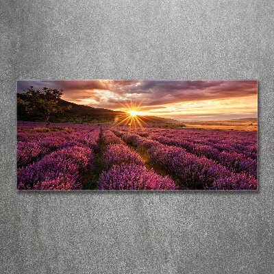 Cuadro acrílico horizontal campo de lavanda
