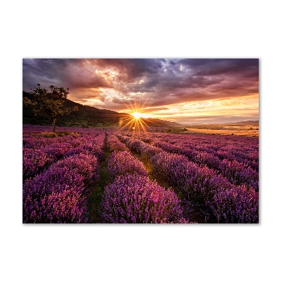 Cuadro acrílico horizontal campo de lavanda