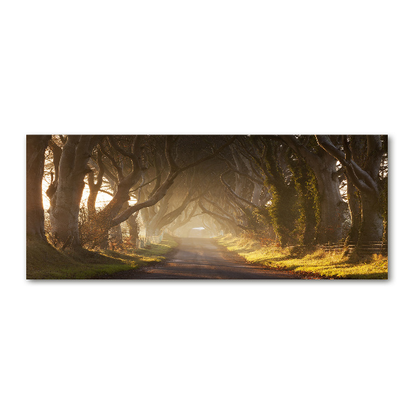 Cuadro metacrilato horizontal Niebla en el bosque