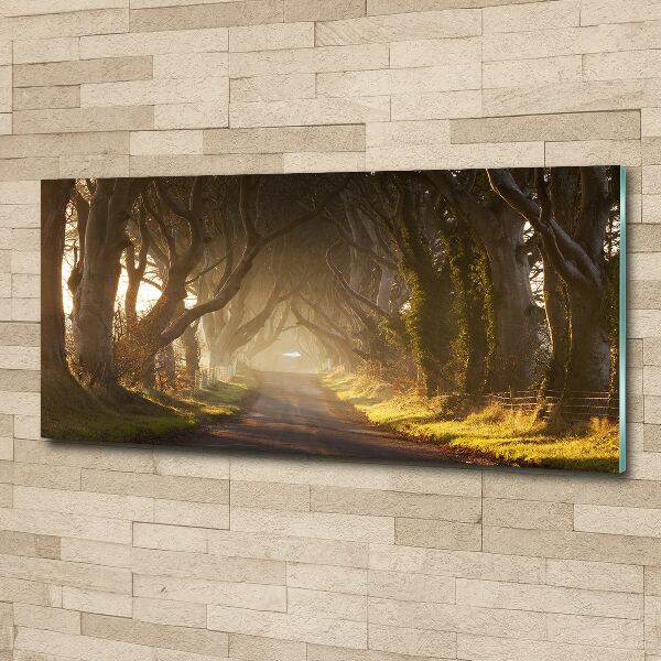 Cuadro metacrilato horizontal Niebla en el bosque