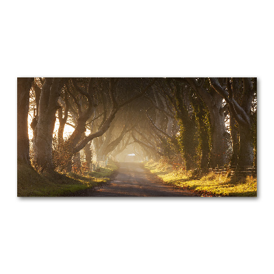 Cuadro metacrilato horizontal Niebla en el bosque