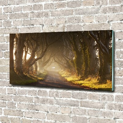 Cuadro metacrilato horizontal Niebla en el bosque