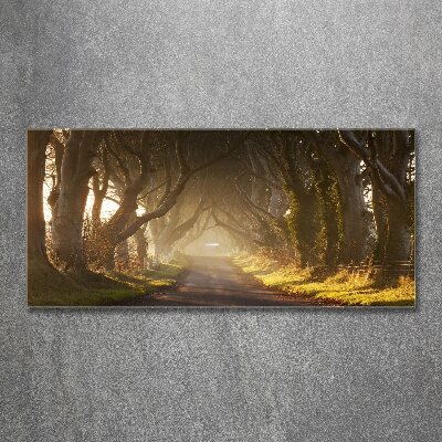 Foto obraz szkło akryl Mgła w lesie